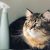 Siberian cat Yamaneko conquers social networks with his unsurpassed acting