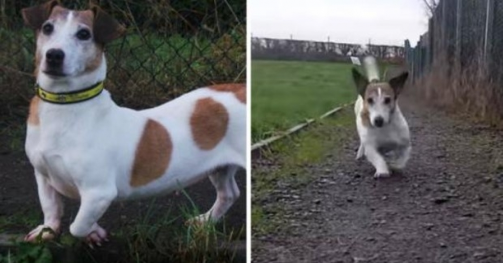 Mała dama utykająca od miesięcy była pomijana w schronisku